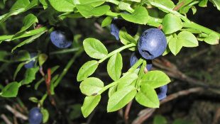 Innovafood blueberry